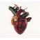 CARCASS - Torn Arteries - CD Digi