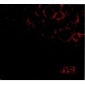 OSI - Blood - CD Digi