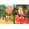 ATARAXIA - Pomegranate (The Chant Of The Elementals) - CD Digi A5 + LP BOX Set Deluxe