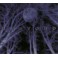 DESPOND - Supreme Funeral Oration - CD Digi