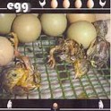 EGG - Egg - CD