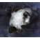 TO/DIE/FOR - Epilogue - CD Digi